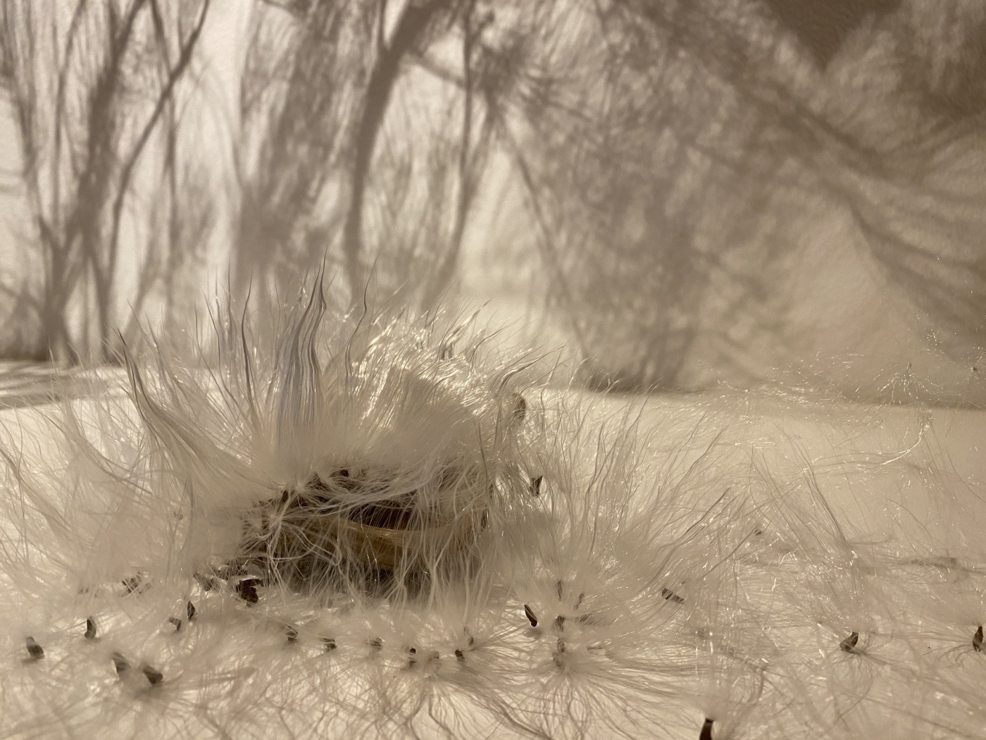 img_3542 het wonder van de natuur â© wholism project.jpg